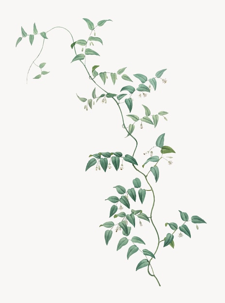 Free vector vintage illustration of bridal creeper