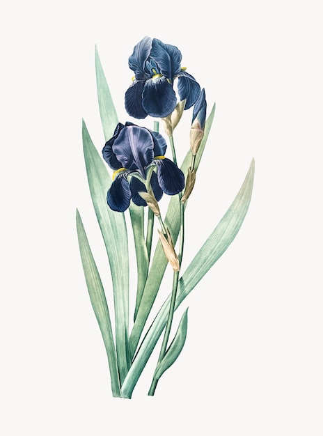 Free Vector vintage illustration of german iris