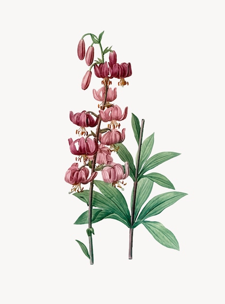 Free Vector vintage illustration of lilium martagon