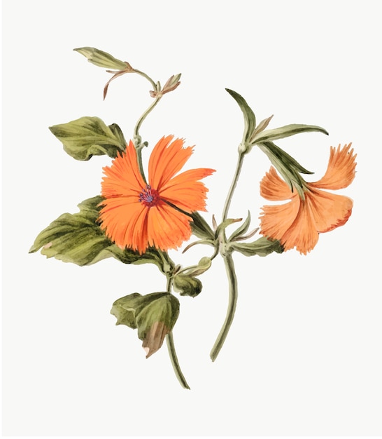 Free Vector vintage illustration of orange flower