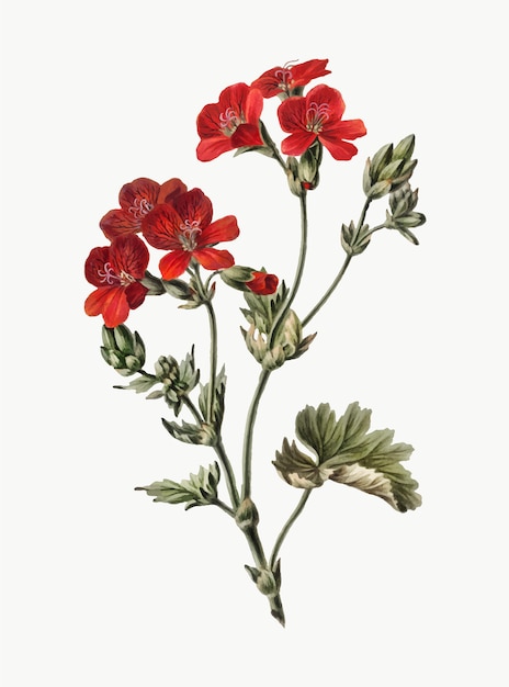 Free Vector vintage illustration of red flower