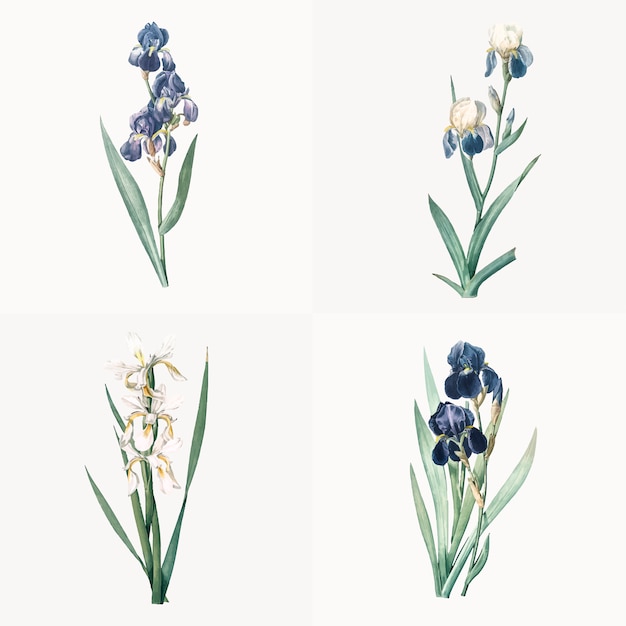 Free Vector vintage illustration of set of iris