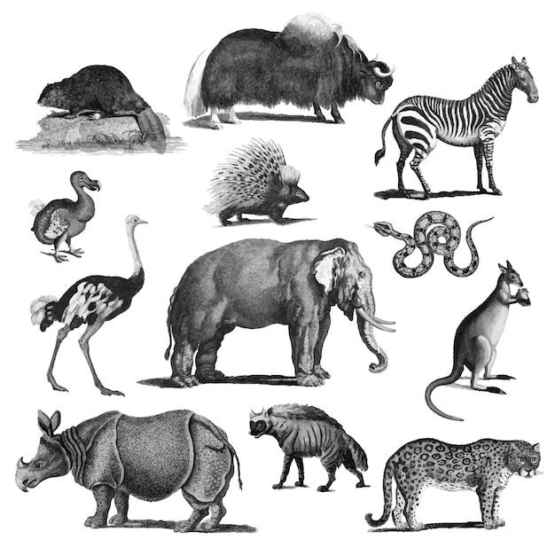 Free vector vintage illustrations of animals