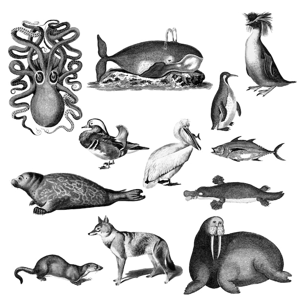 Free Vector vintage illustrations of animals