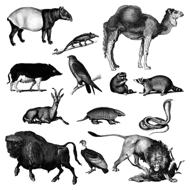 Free Vector vintage illustrations of animals