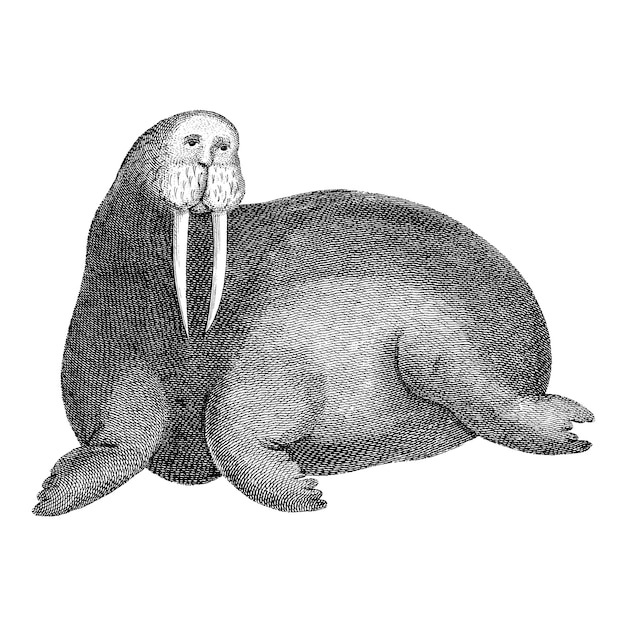 Free Vector vintage illustrations of arctic walrus