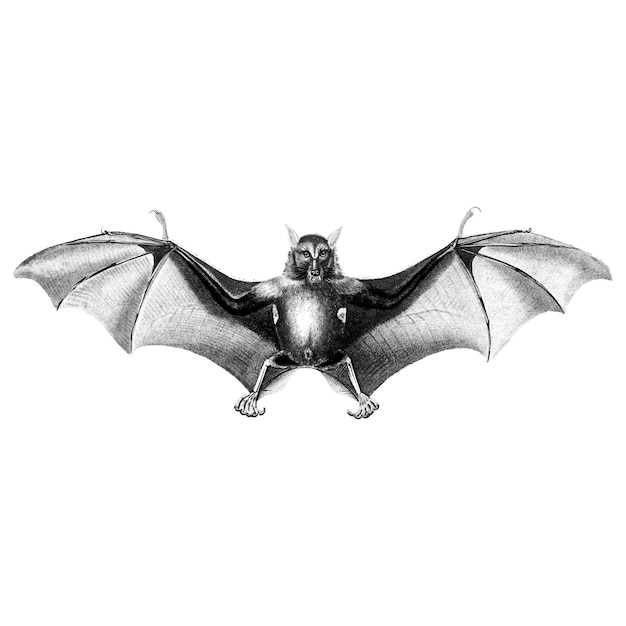 Free Vector vintage illustrations of bat