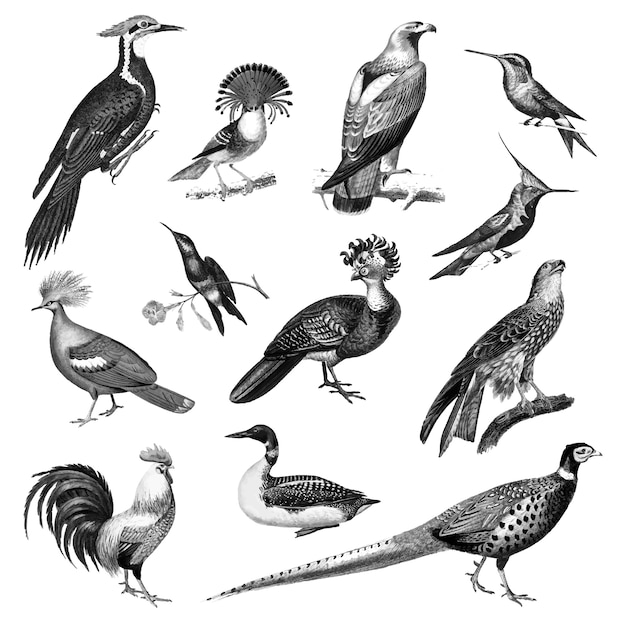 Free vector vintage illustrations of birds