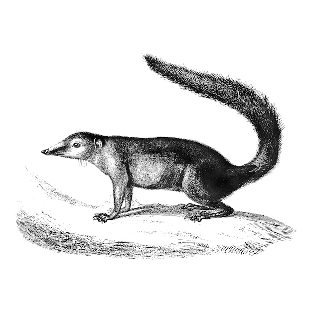 Free Vector vintage illustrations of common treeshrew