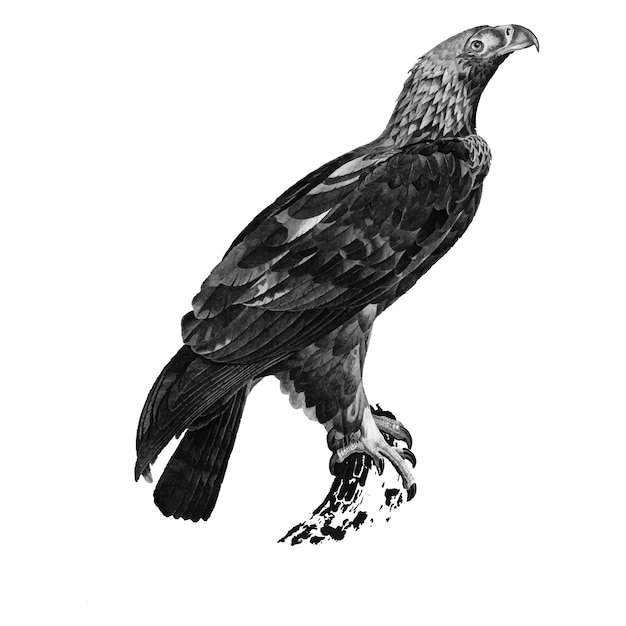 Free Vector vintage illustrations of eastern imperial eagle