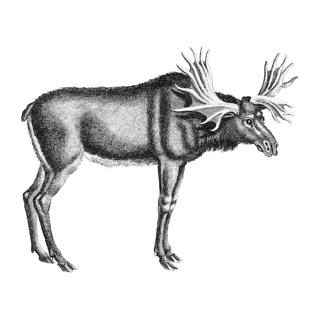 Free vector vintage illustrations of elk