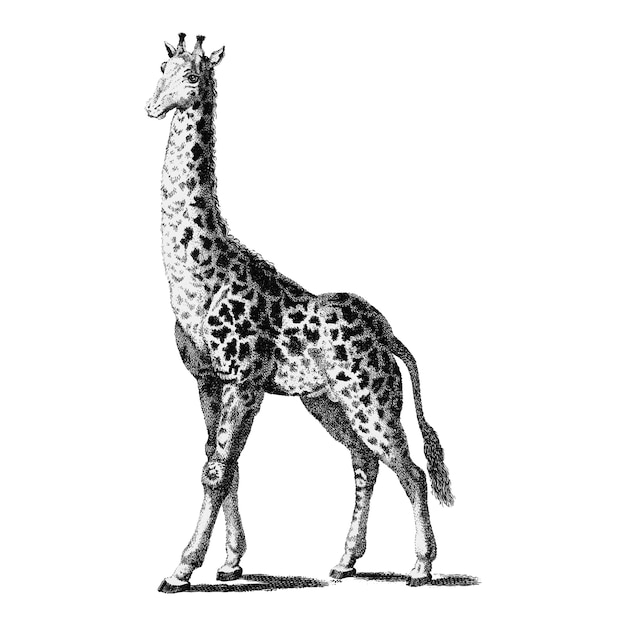 Free vector vintage illustrations of giraffe