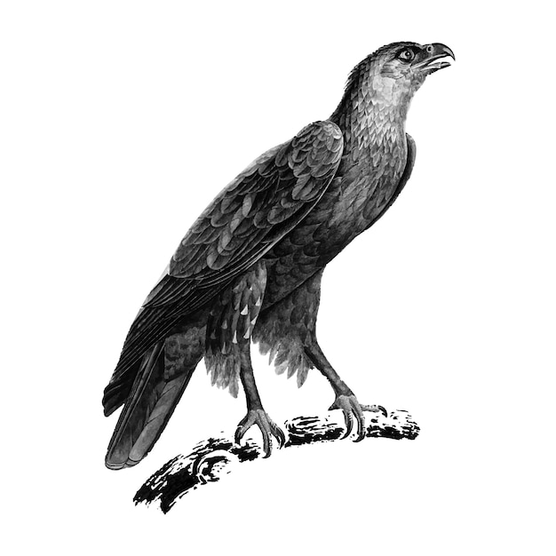 Free Vector vintage illustrations of greater spotted eagle