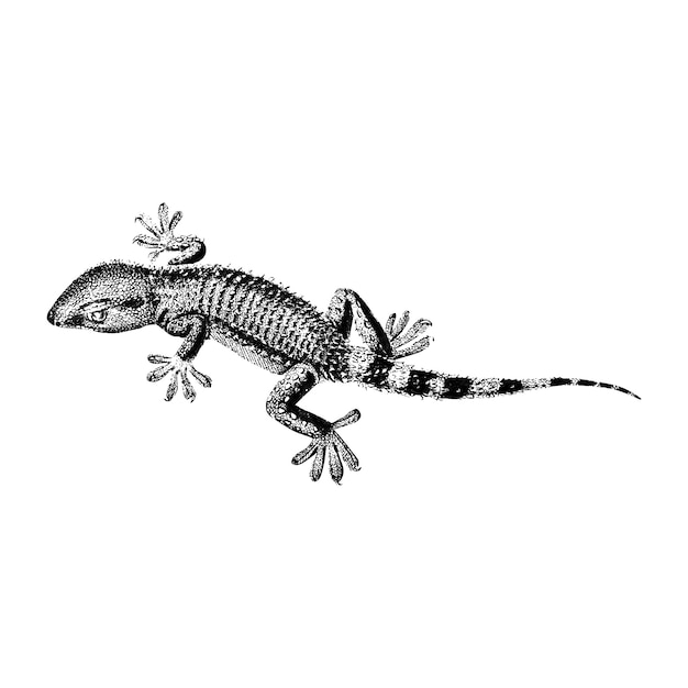 Free vector vintage illustrations of lilford swall lizard