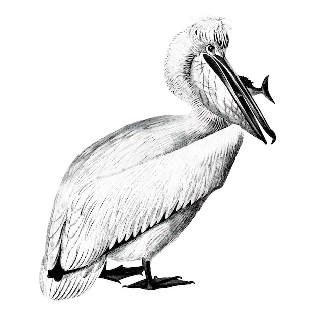 Free Vector vintage illustrations of pelican