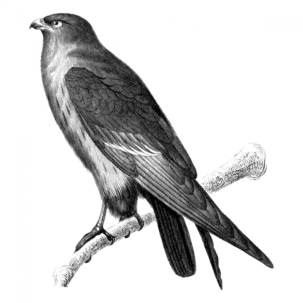 Free vector vintage illustrations of red-footed falcon