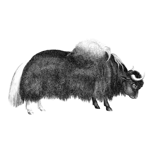 Free Vector vintage illustrations of yak