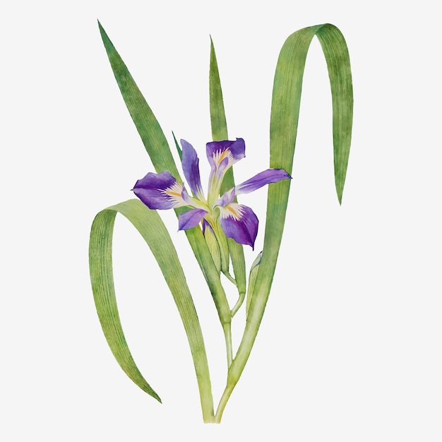 Free Vector vintage iris flower illustration vector