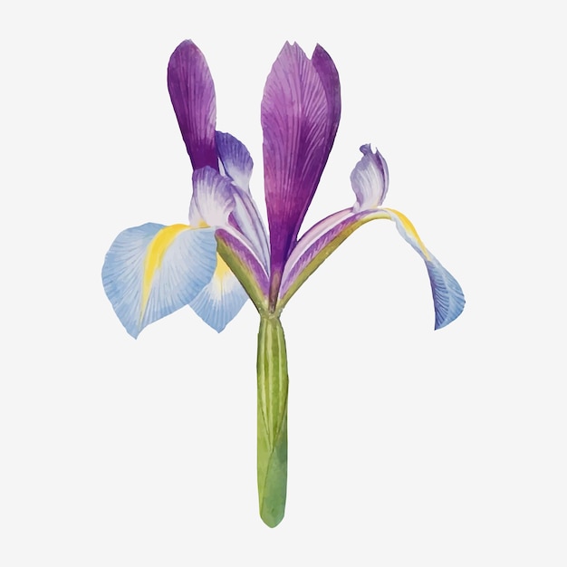 Free Vector vintage iris flower illustration vector