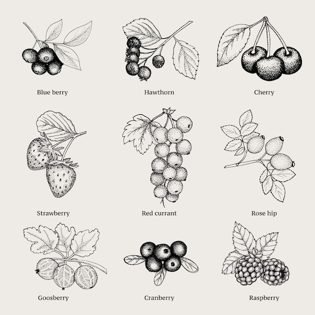 Free Vector vintage natural berries collection