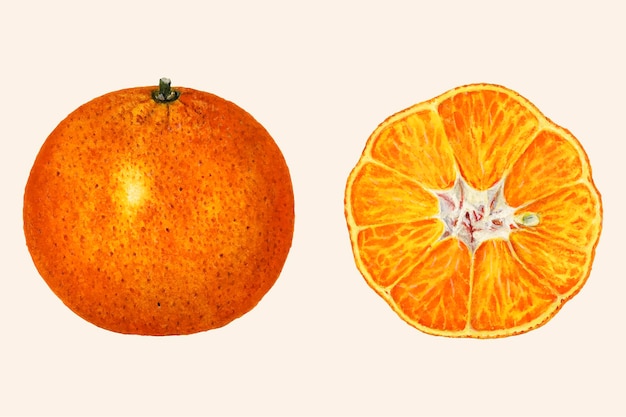 Free Vector vintage oranges illustration.