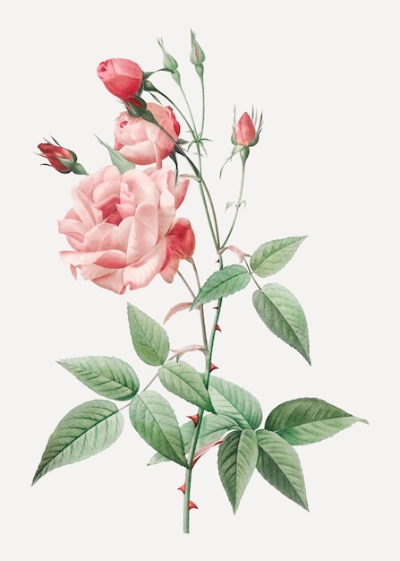 Free Vector vintage pink rose drawing