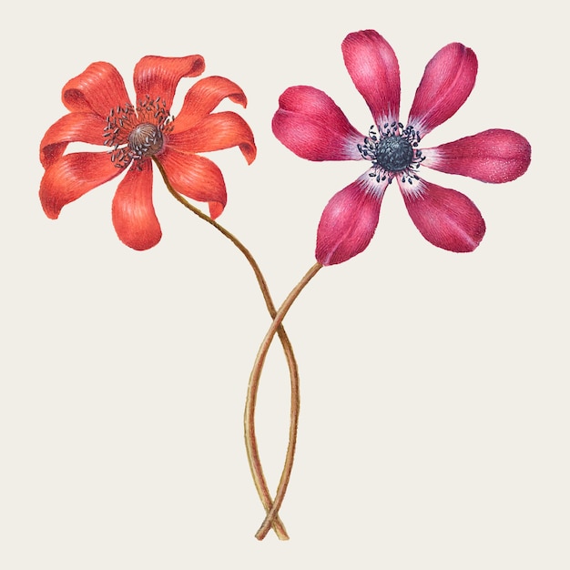 Free Vector vintage poppy anemone flower  illustration floral drawing