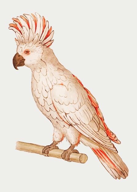 Free Vector vintage salmon crested cockatoo illustration