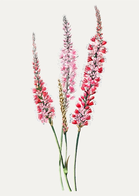 Free vector vintage stem-clasping polygonum flower branch for decoration