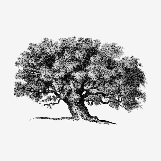 Free vector vintage tree illustration