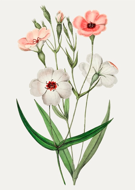 Free Vector viscaria flower