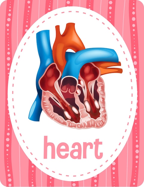 Vocabulary flashcard with word Heart