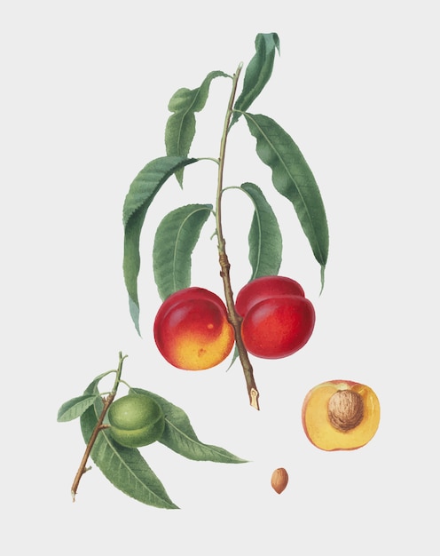 Free Vector walnut peach from pomona italiana illustration