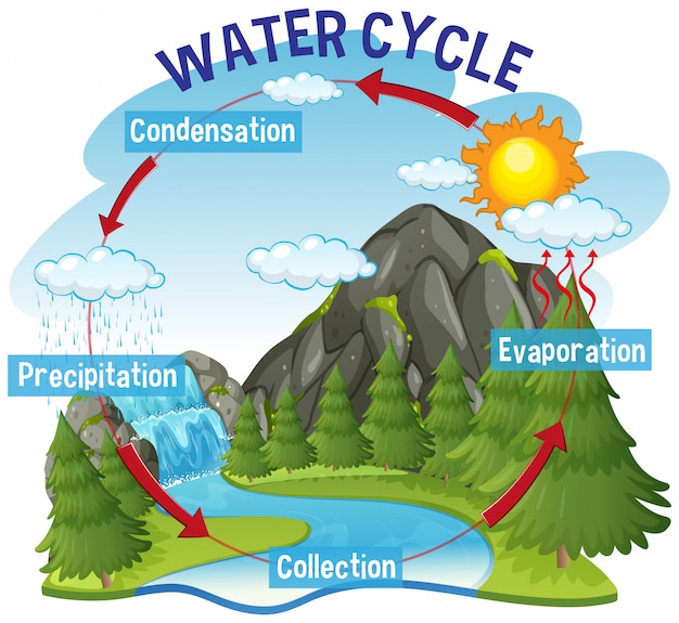 Water cycle process on Earth