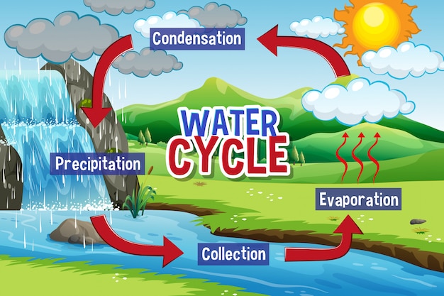 Free Vector water cycle process on earth 