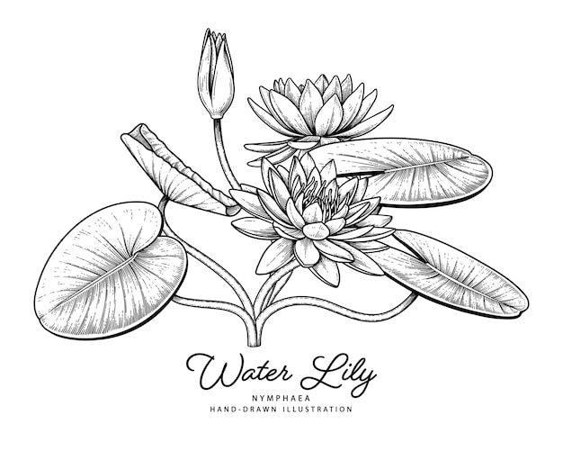 Free vector water lily flower hand drawn botanical illustrations.