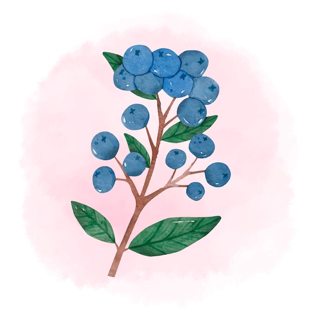 Free Vector watercolor aronia flowers illustration