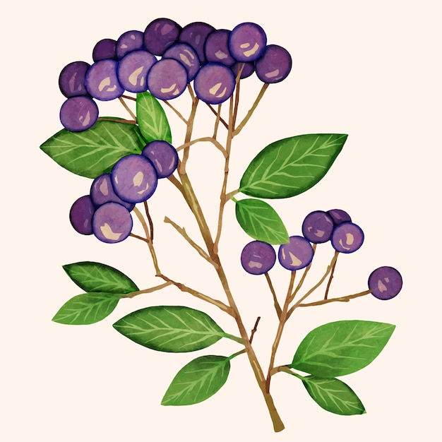 Free Vector watercolor aronia illustration