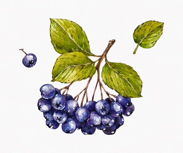 Free Vector watercolor aronia illustration