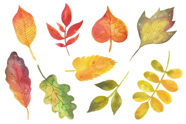 Watercolor autumn leaves collection