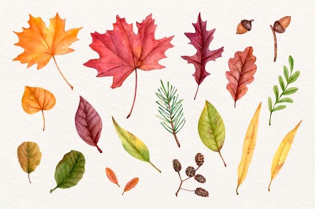 Watercolor autumn leaves collection