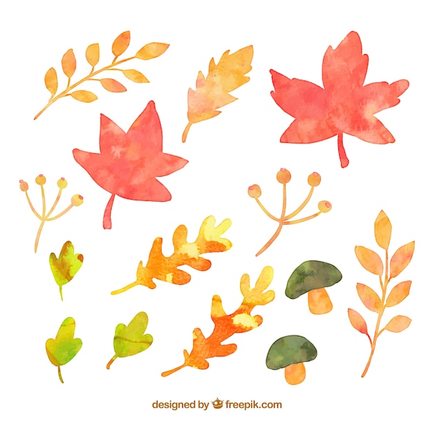 Watercolor autumnal leaves