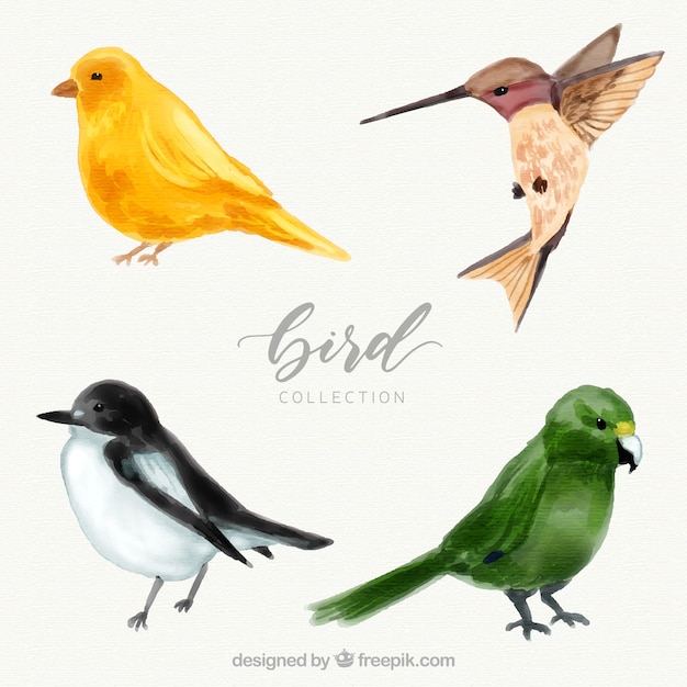 Watercolor bird collection