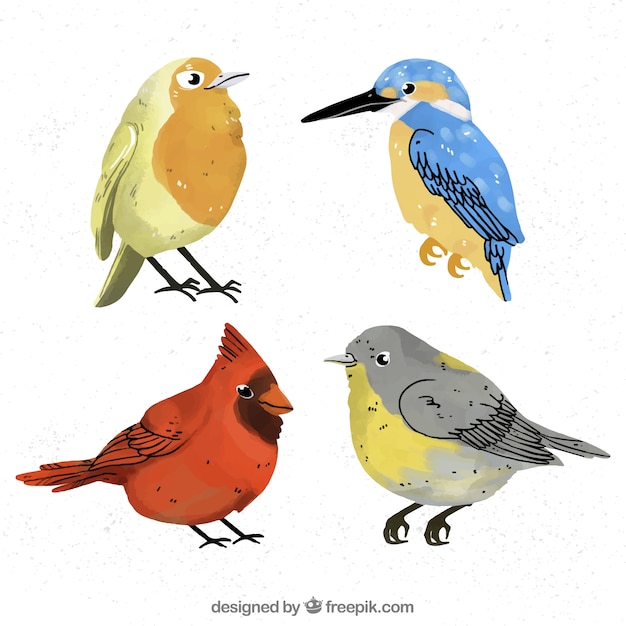 Watercolor bird collection