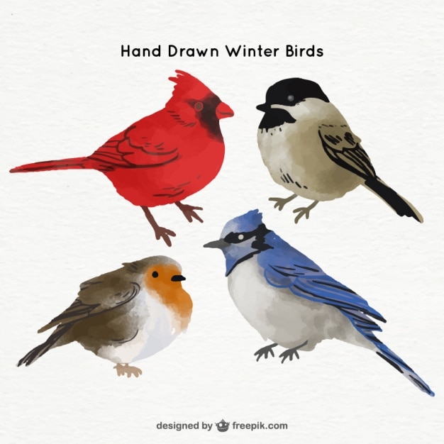 Free vector watercolor birds in realistic style