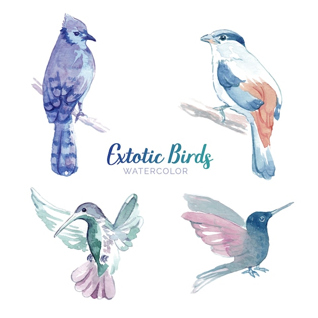 Watercolor birds set