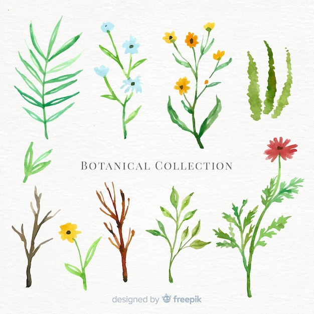 Watercolor botanical collection