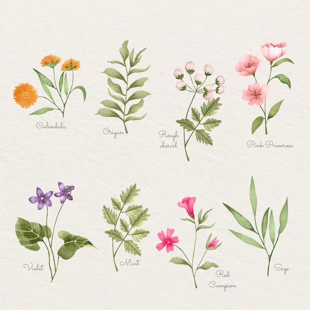 Watercolor botanical flower chart set