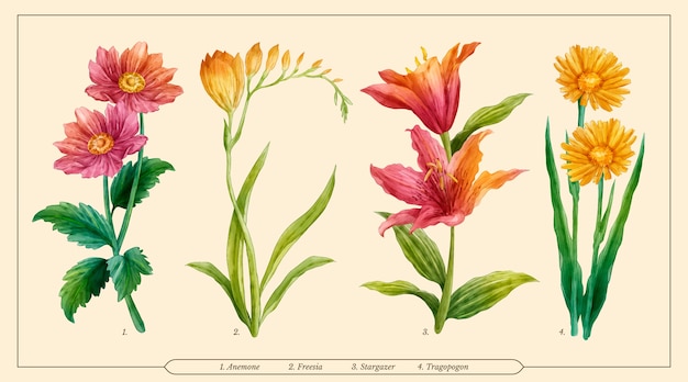 Watercolor botanical flower chart set