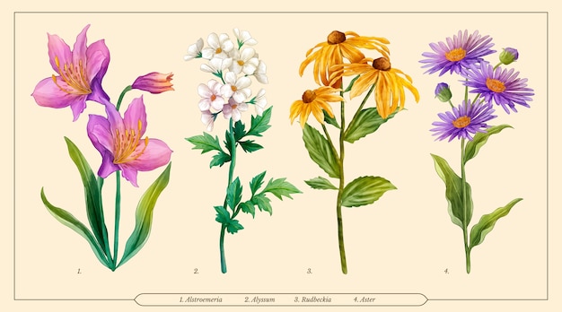 Watercolor botanical flower chart set